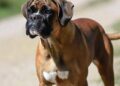 Cani e problemi respiratori, le 12 razze a rischio dal pechinese al boxer