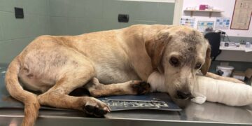 Cane torturato soccorso da polizia municipale e volontari nel Beneventano